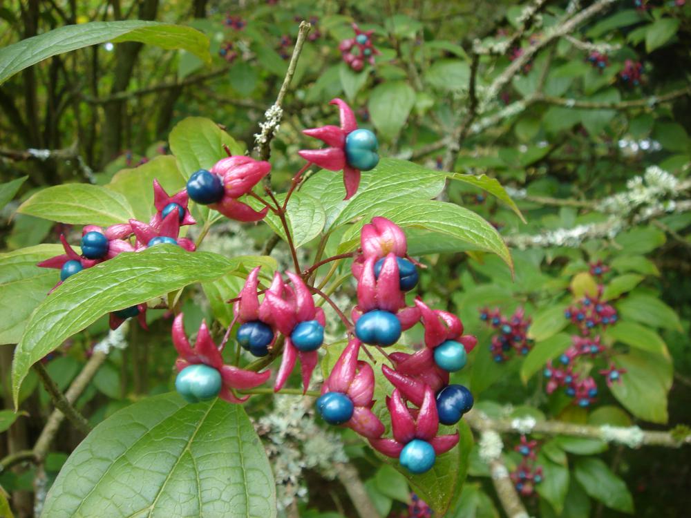 Clerodendrum has very unusual berries