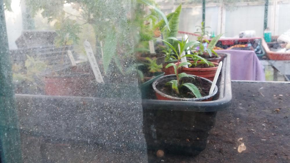 Clean inside your greenhouse glass