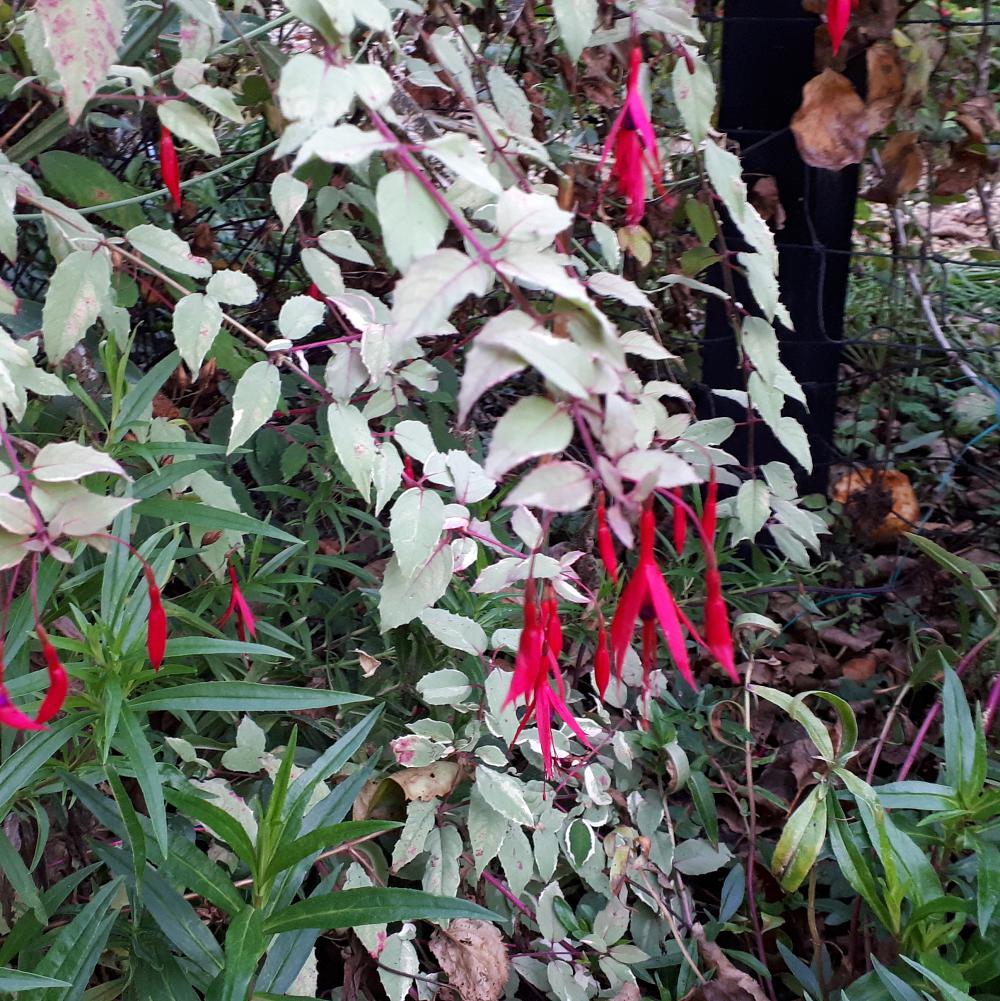 Fuchsia magellanica var gracilis 'Versicolor'