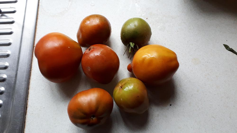 Ripen late tomatoes