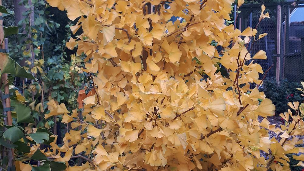Look for autumn colour in Gingko