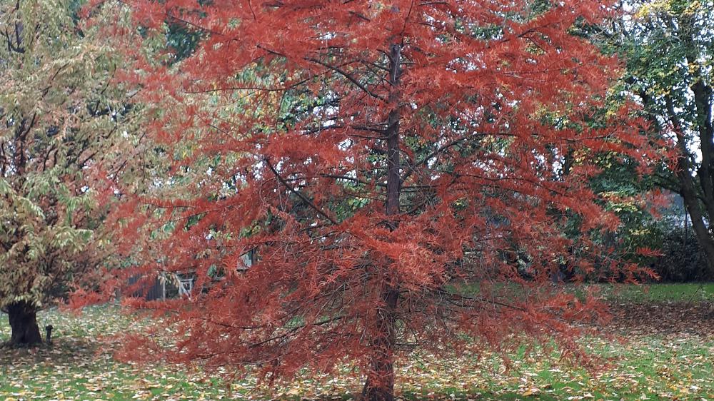 More conifers for autumn colour