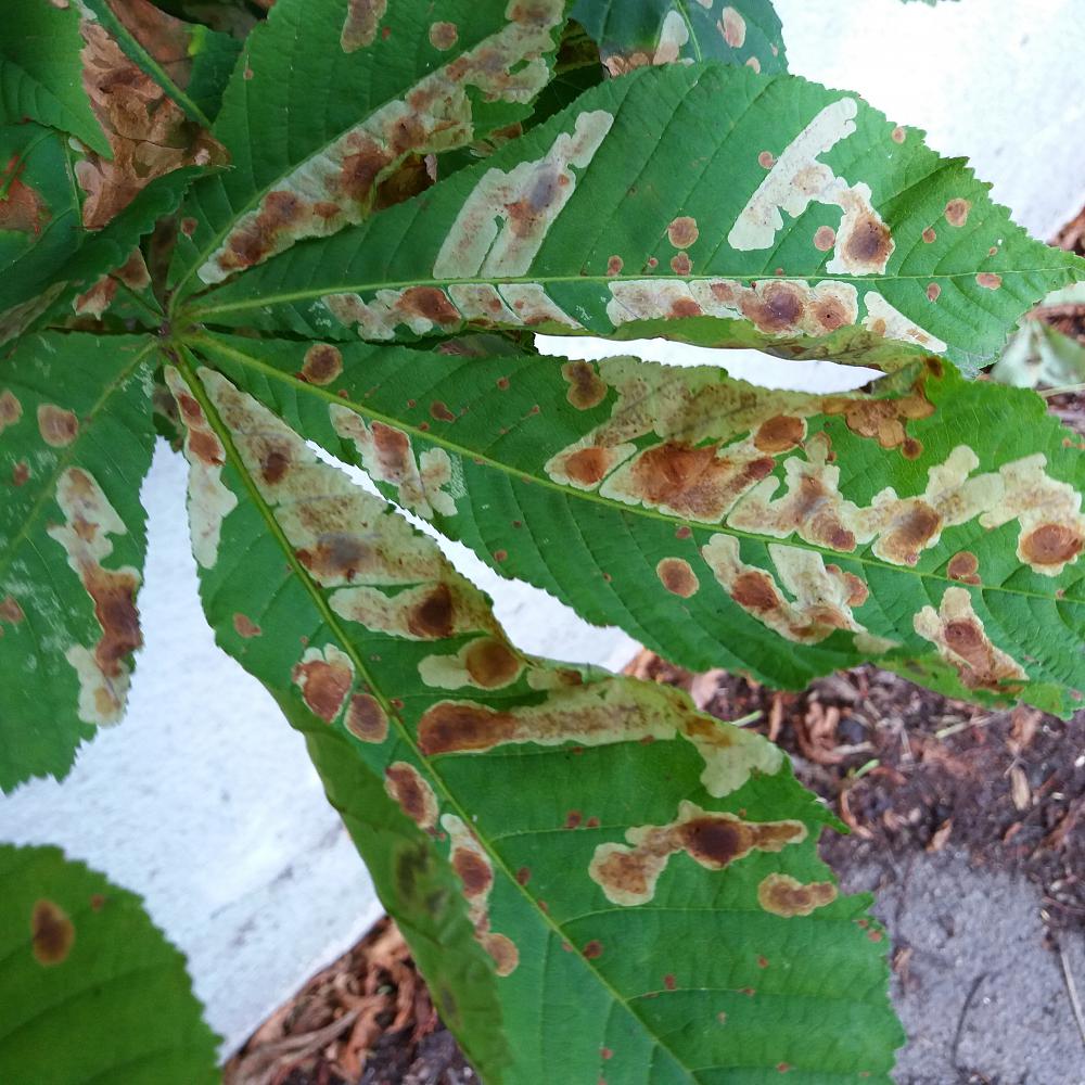 Recognise horse-chestnut leaf miner damage
