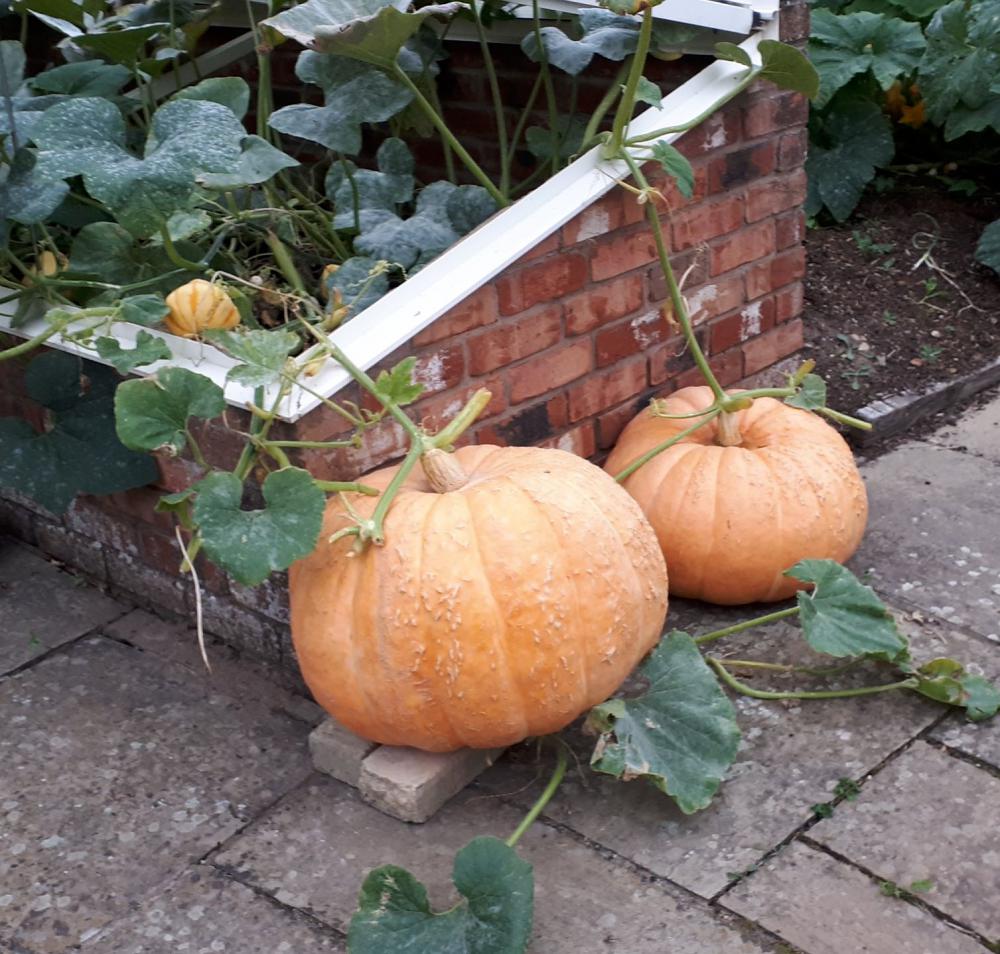 grow your own halloween pumpkin