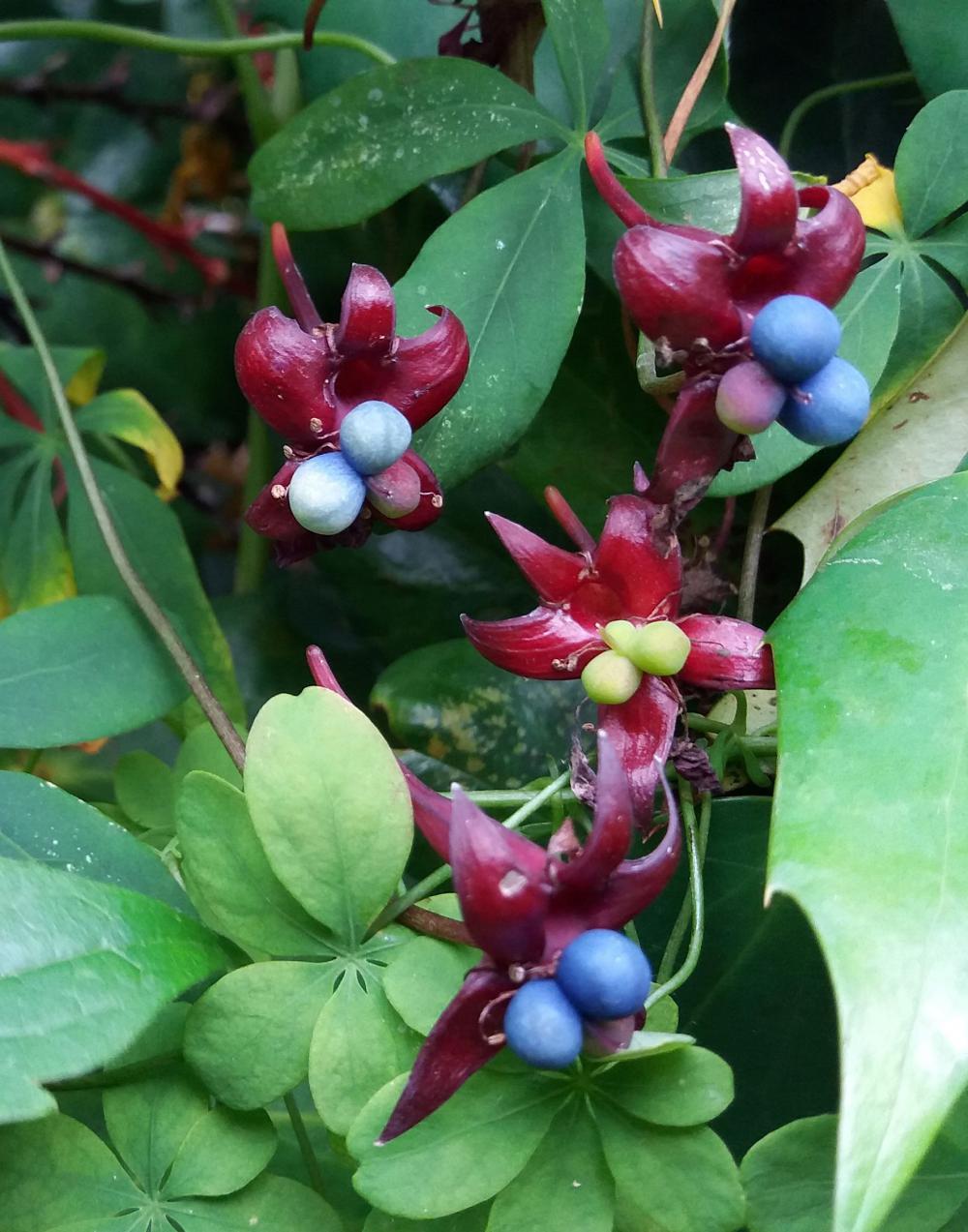 Find more unusual autumn fruits