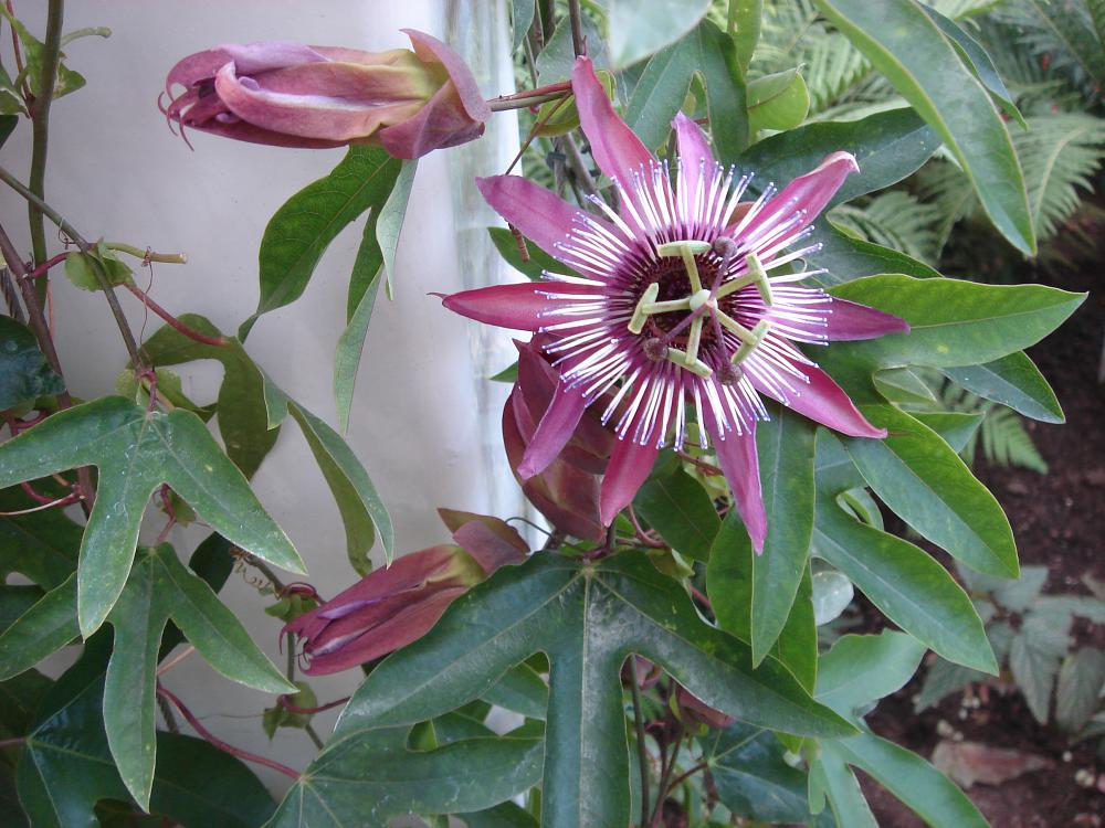 Passiflora 'Amethyst'