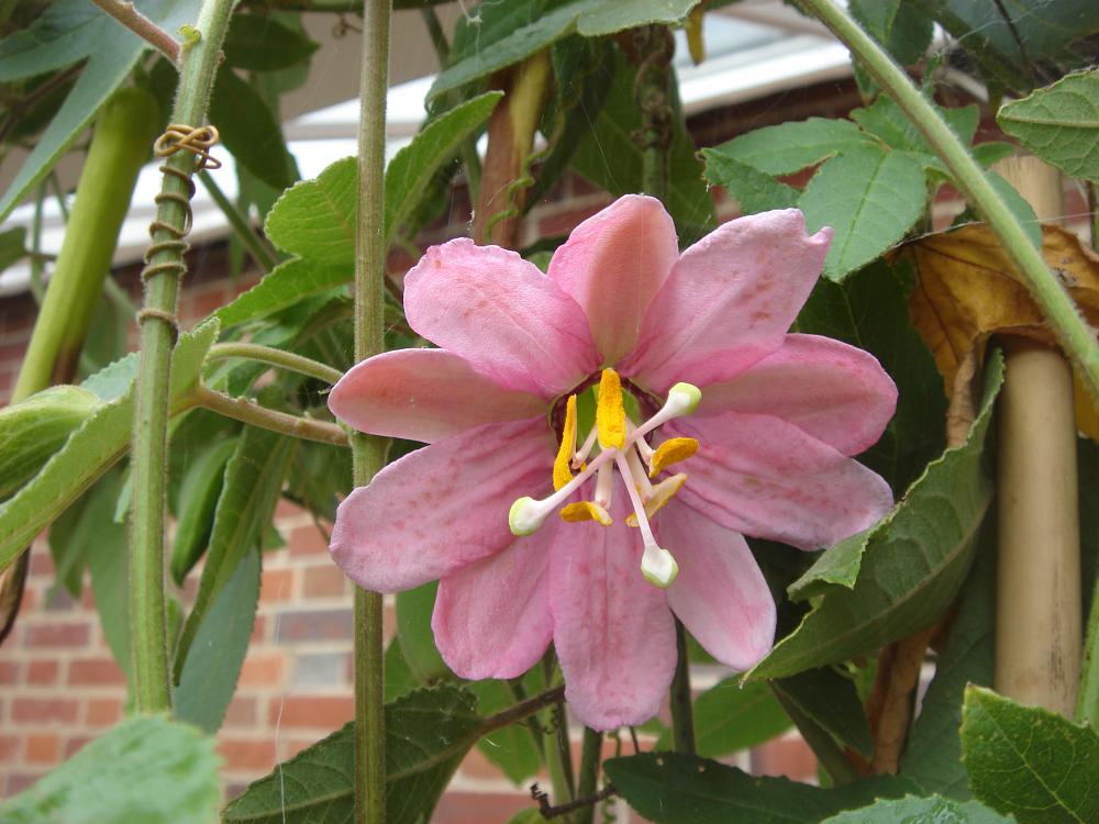 Passiflora tripartita var. mollisima
