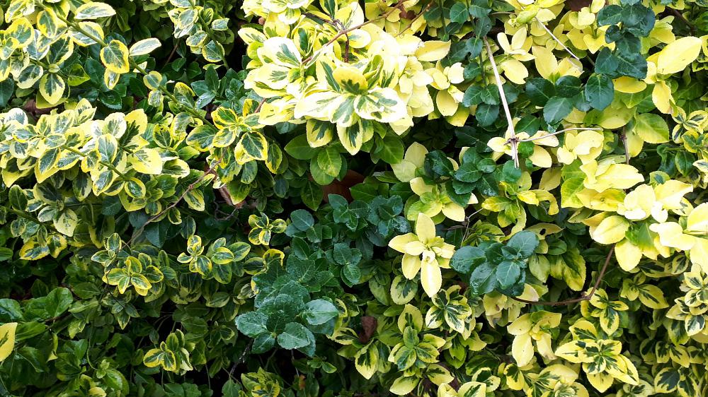 Euonymus are unstable