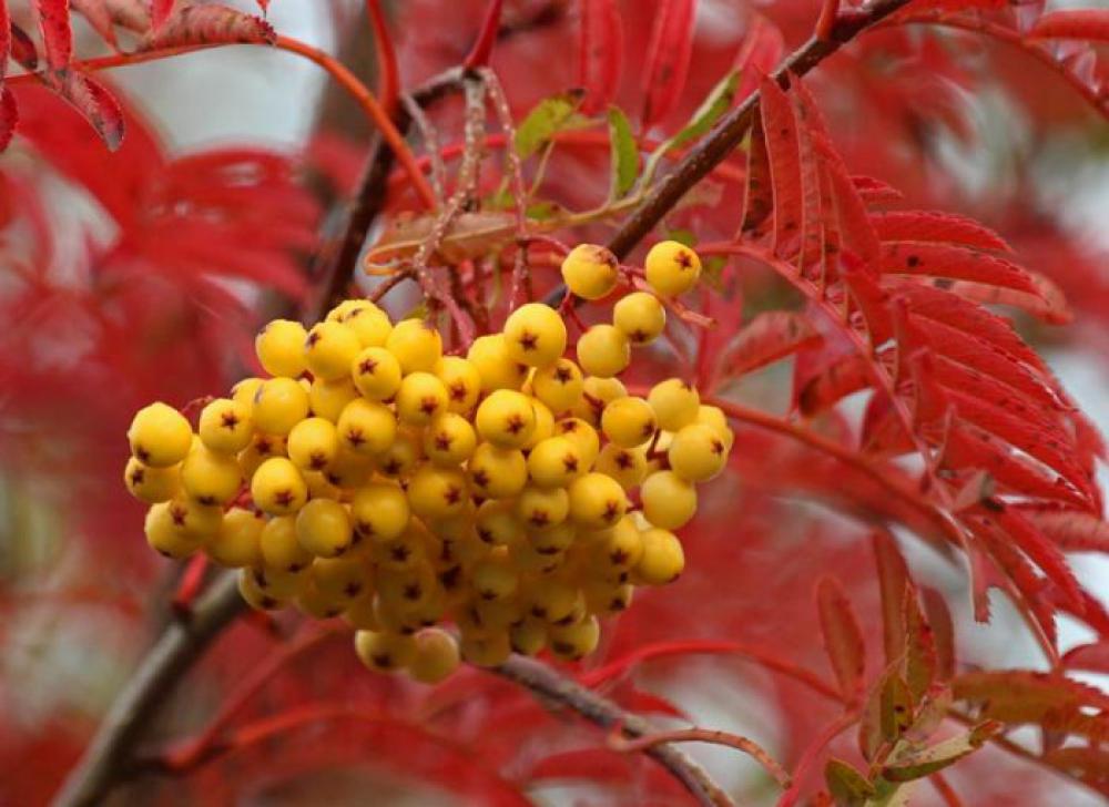 Sorbus can also have yellow fruit