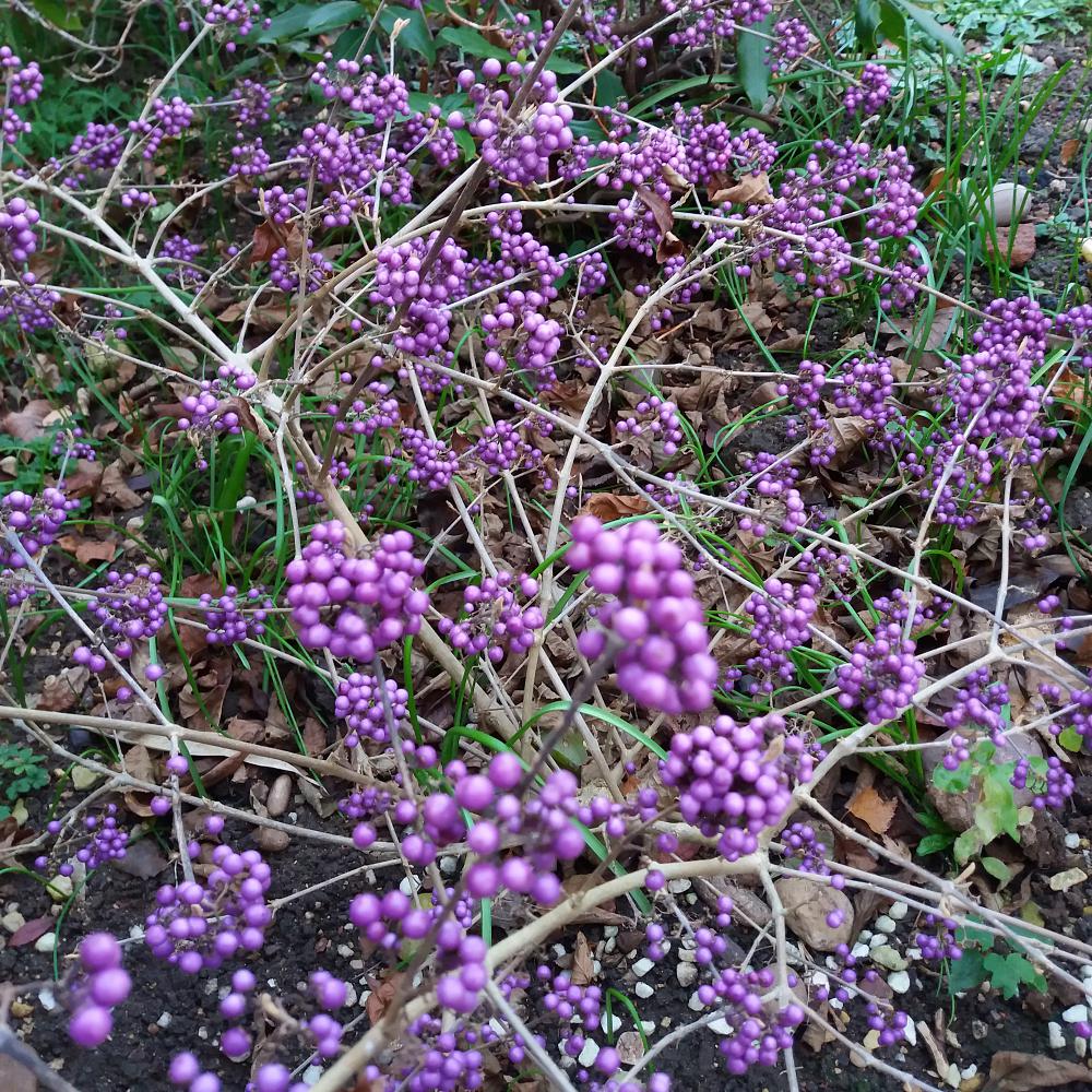 Other berries are extremely purple