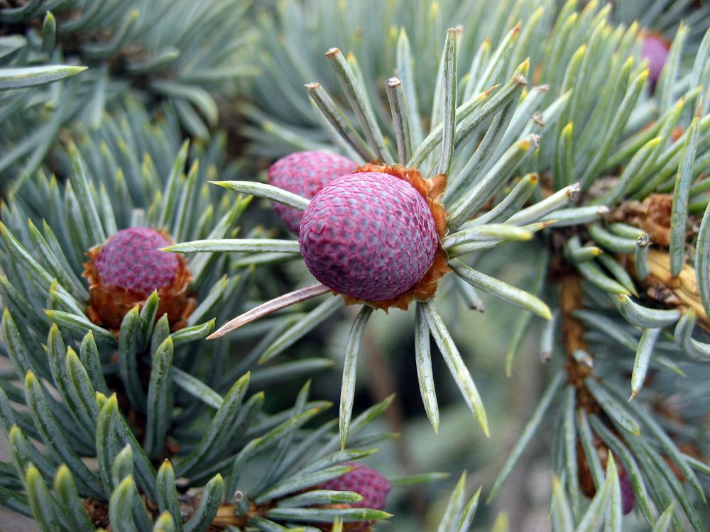 Picea pungens (Glauca Group) 'Koster'