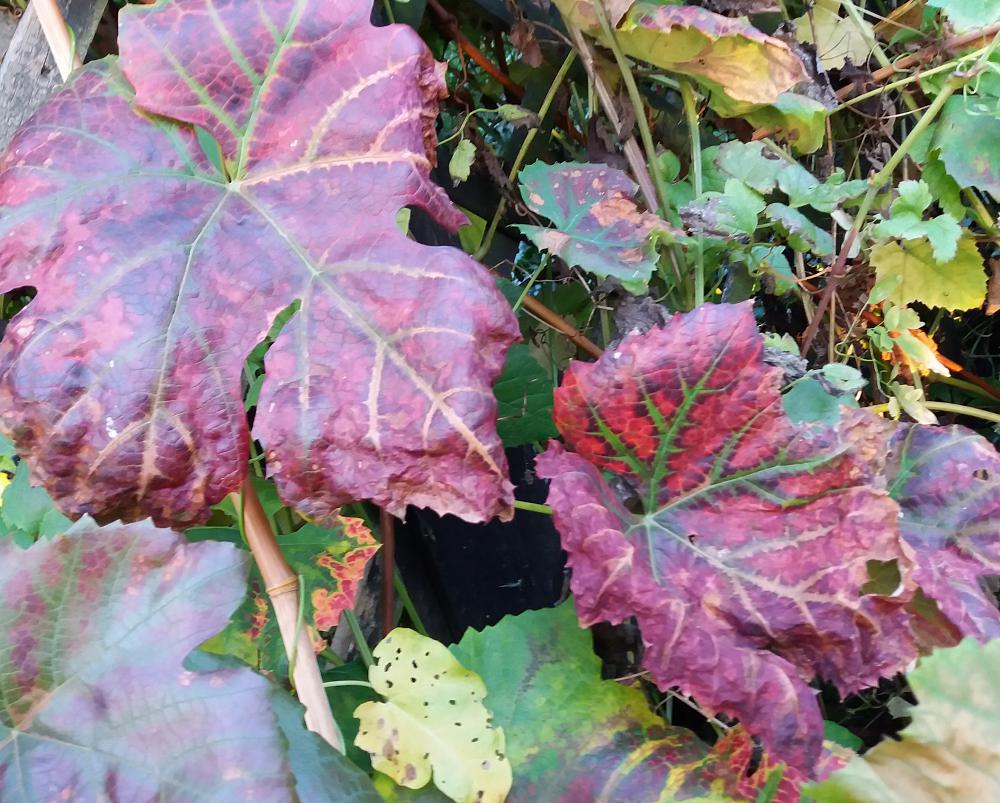Choose vines for autumn colour