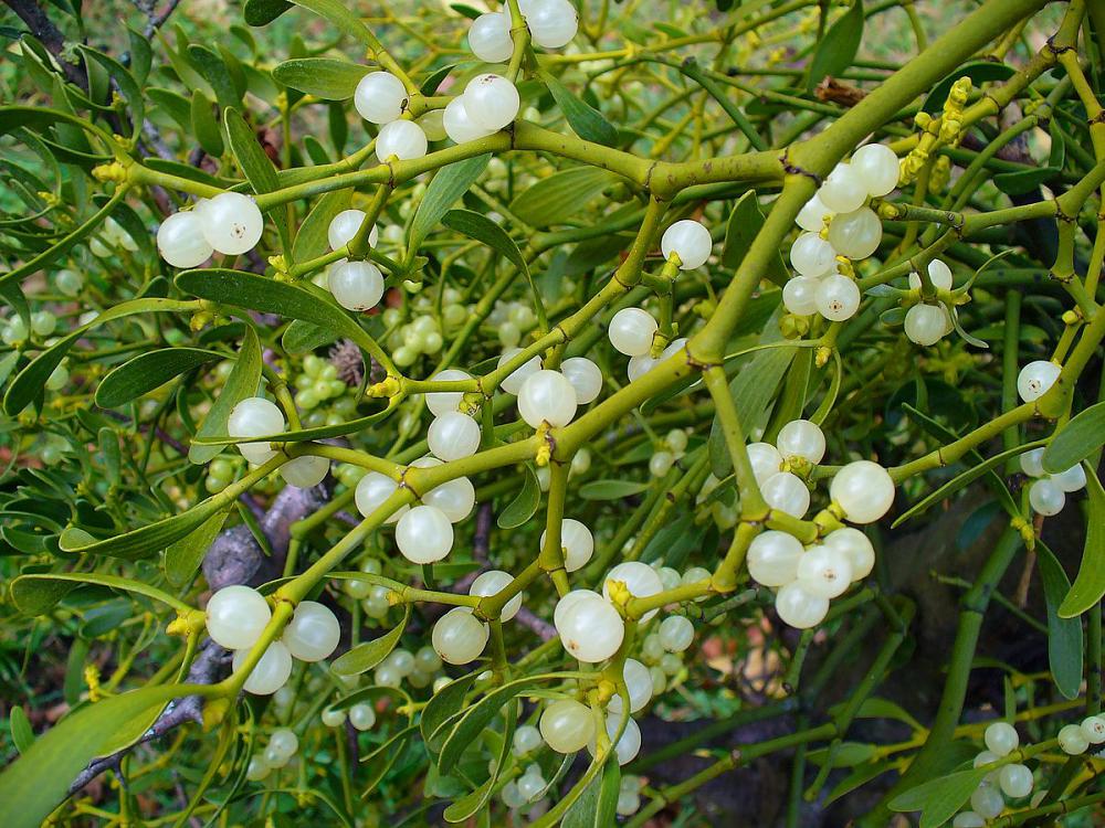 Viscum Album 200 Uses In Hindi Viscum album | Best in Horticulture