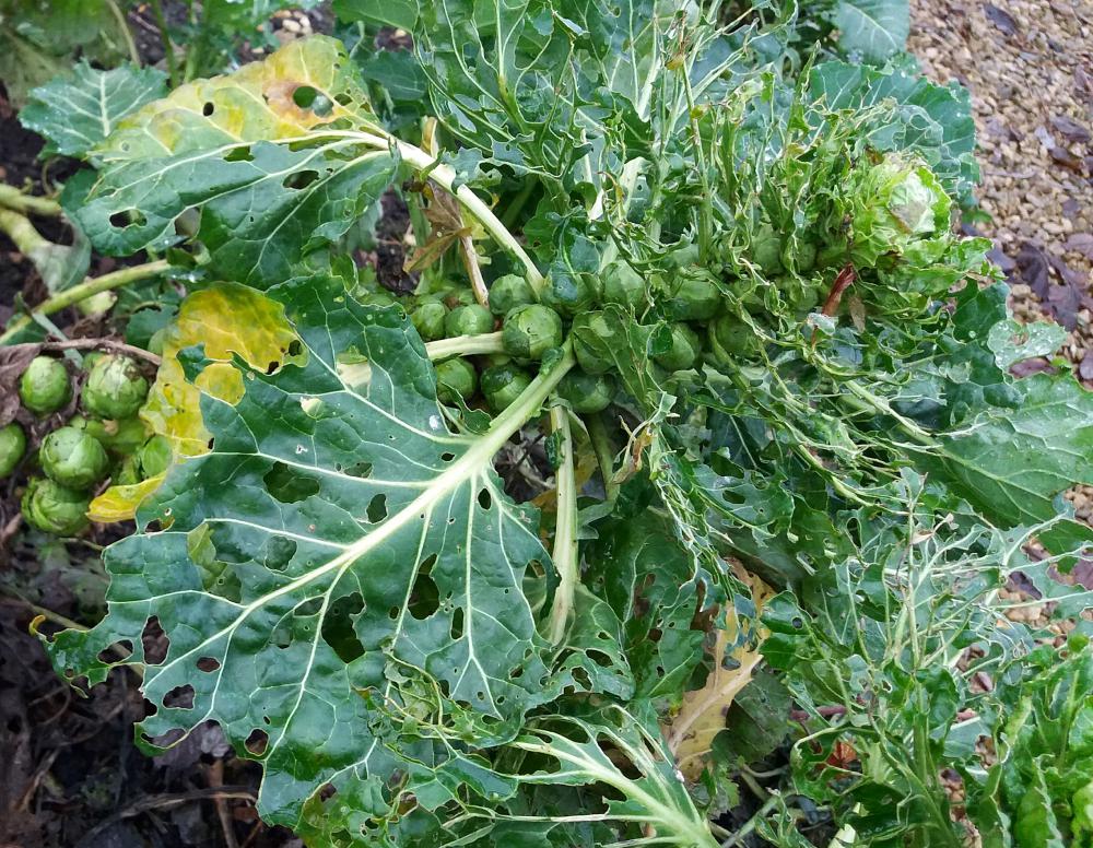 Harvest your own Christmas vegetables