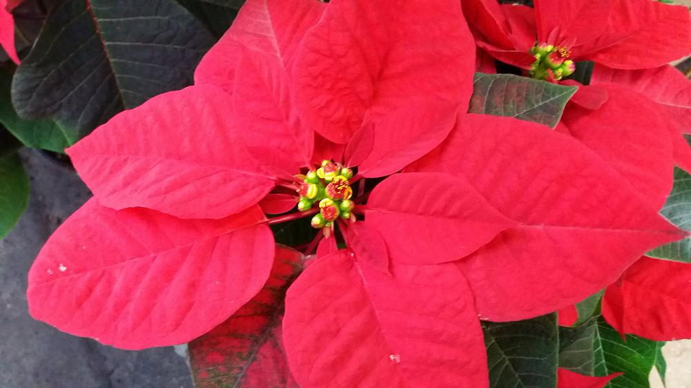 Look after your poinsettia