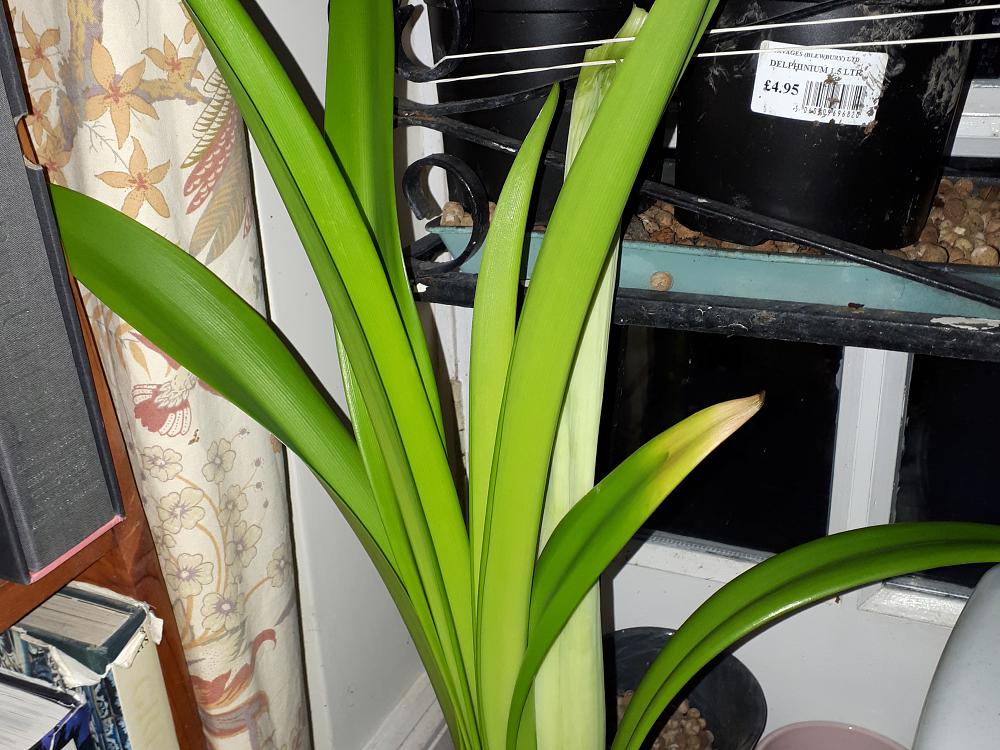 Looking after your Hippeastrum