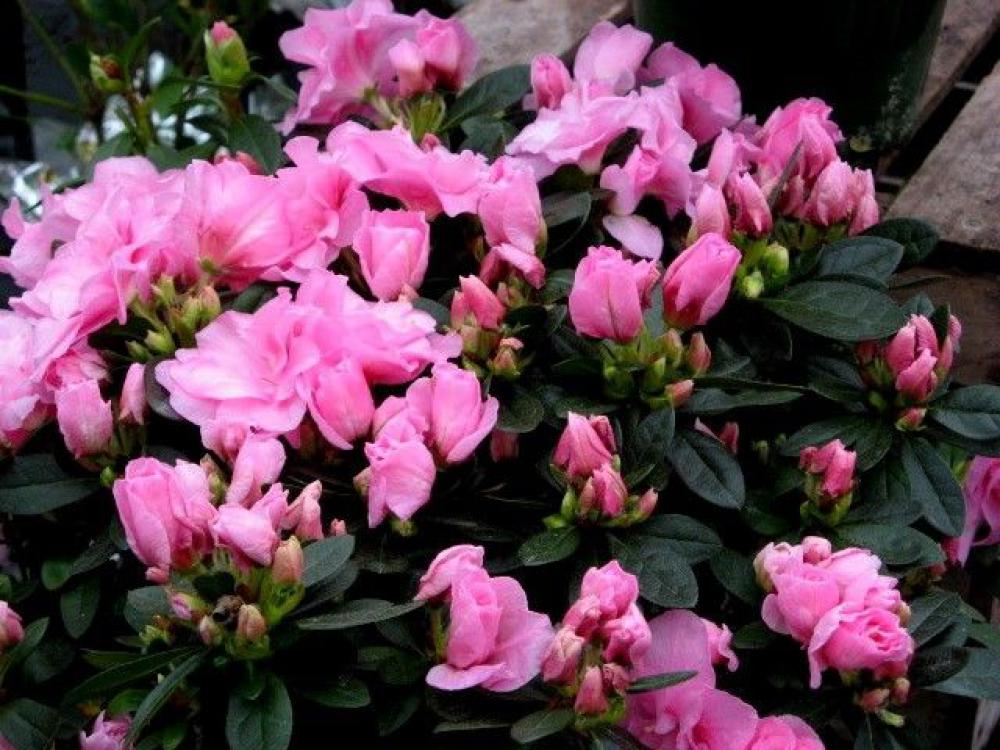 Rhododendron simsii cultivars