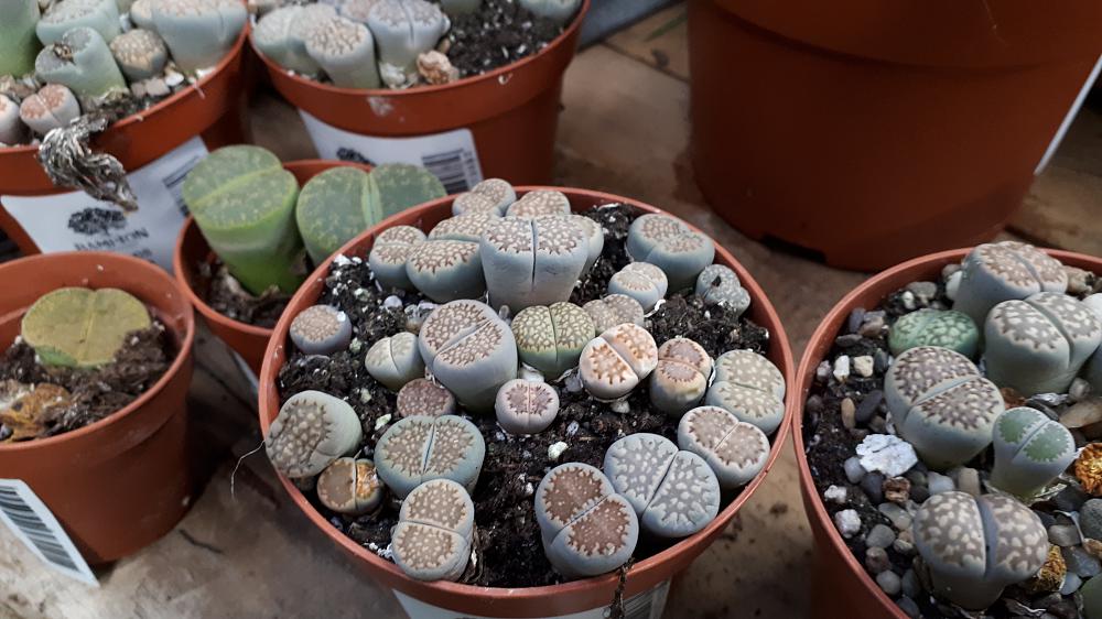 Look after your Lithops spp