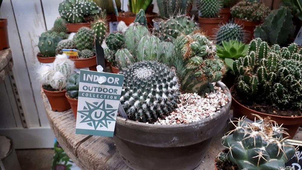 Cacti and succulents