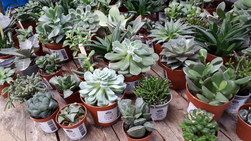 Look after succulents and cacti