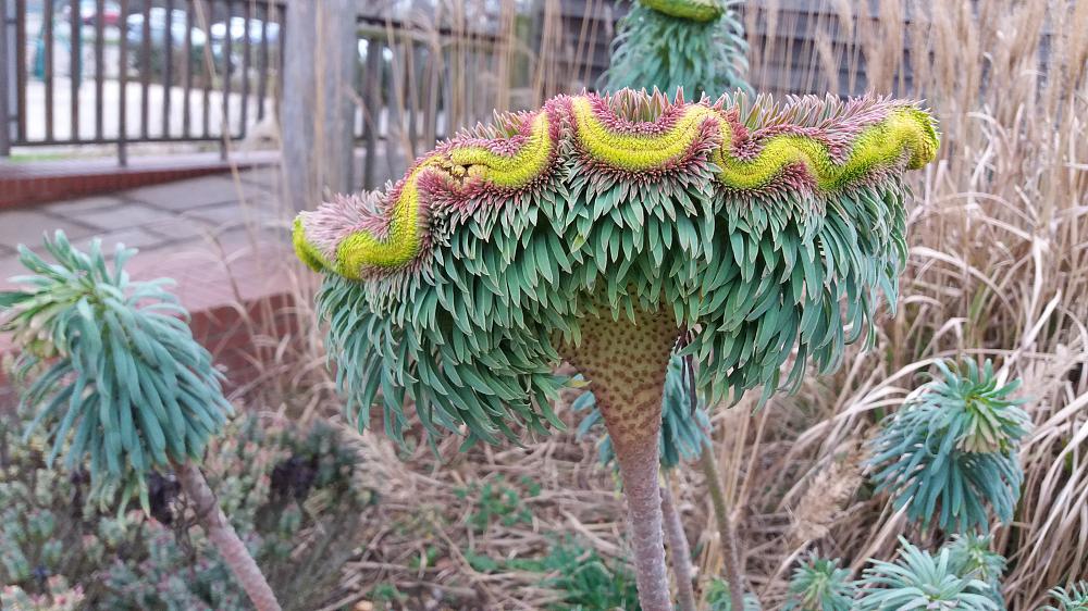 Euphorbia characias  is prone to fasciation