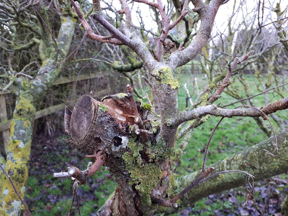 Look out for brown rot