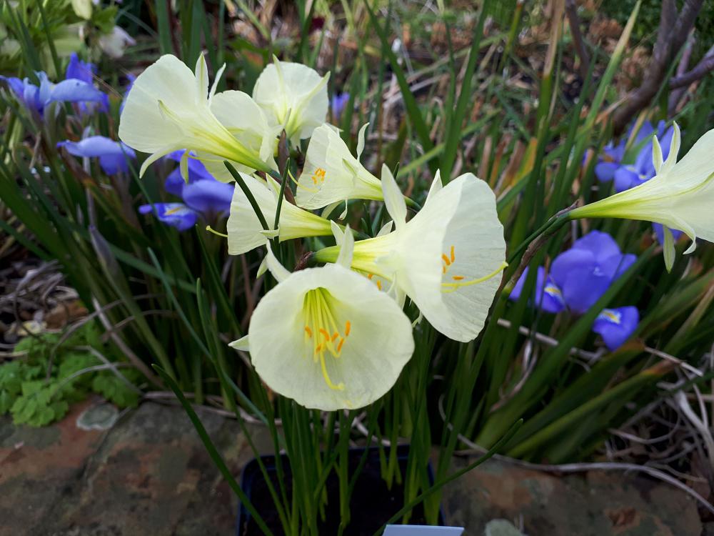Narcissus bulbocodium 'White Petticoat'