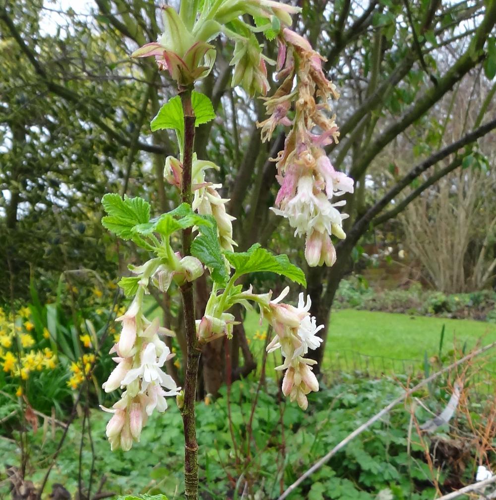 Ribes 'White Icicle'