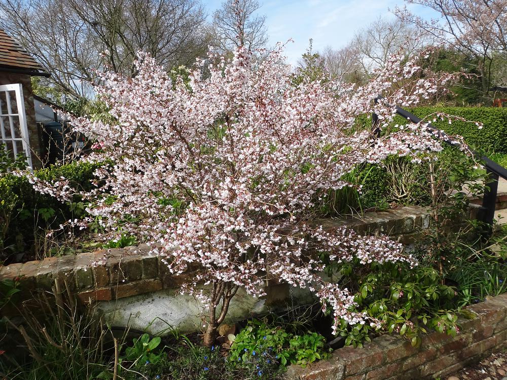 Prunus incisa 'Kojo-no-mai'