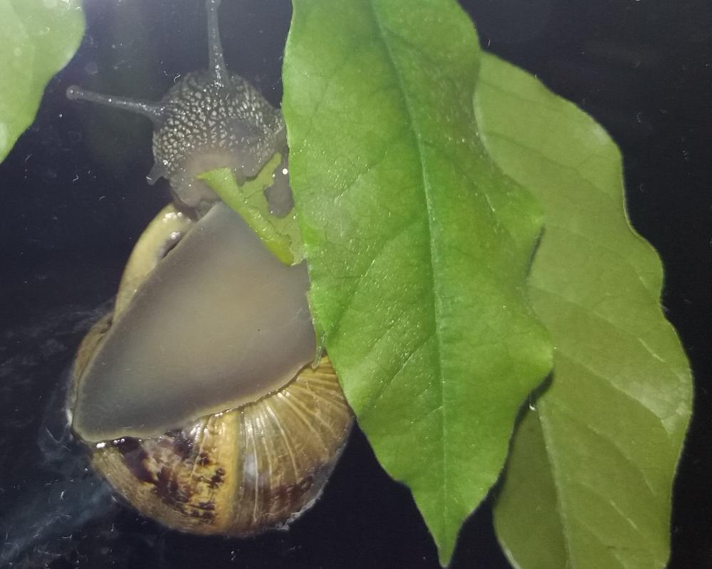 Collect up slugs and snails at night