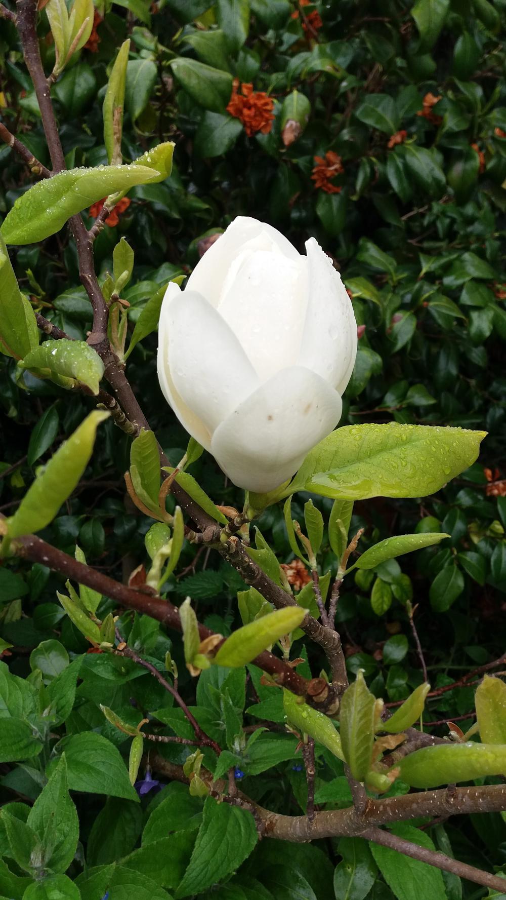 Magnolia x soulaneana ' Lennei alba'