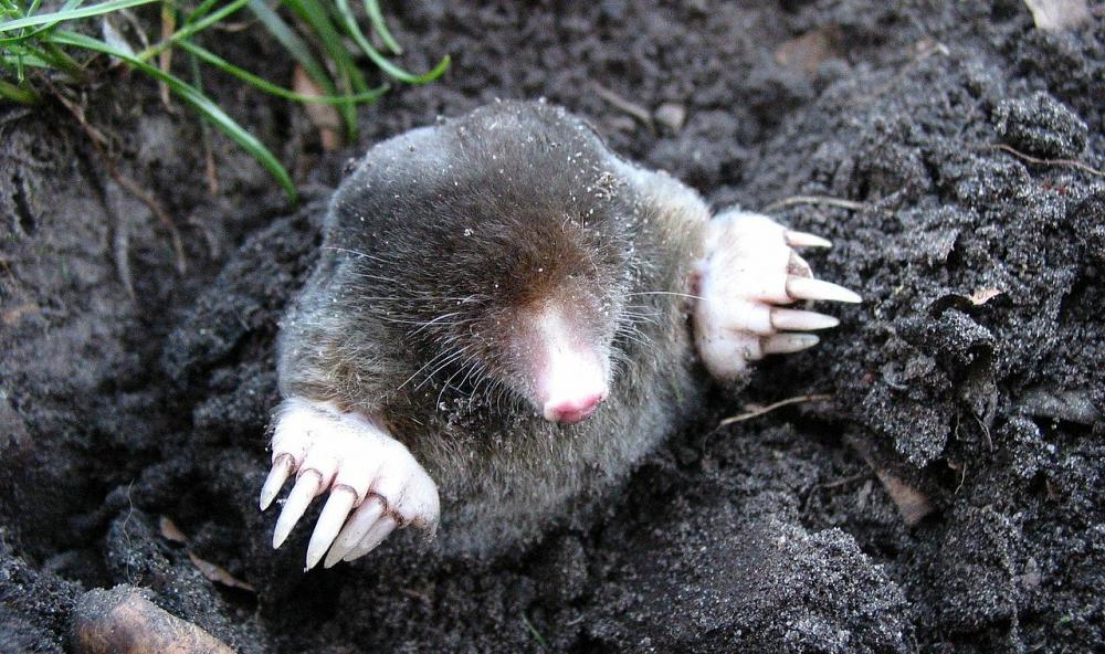 Watch for moles