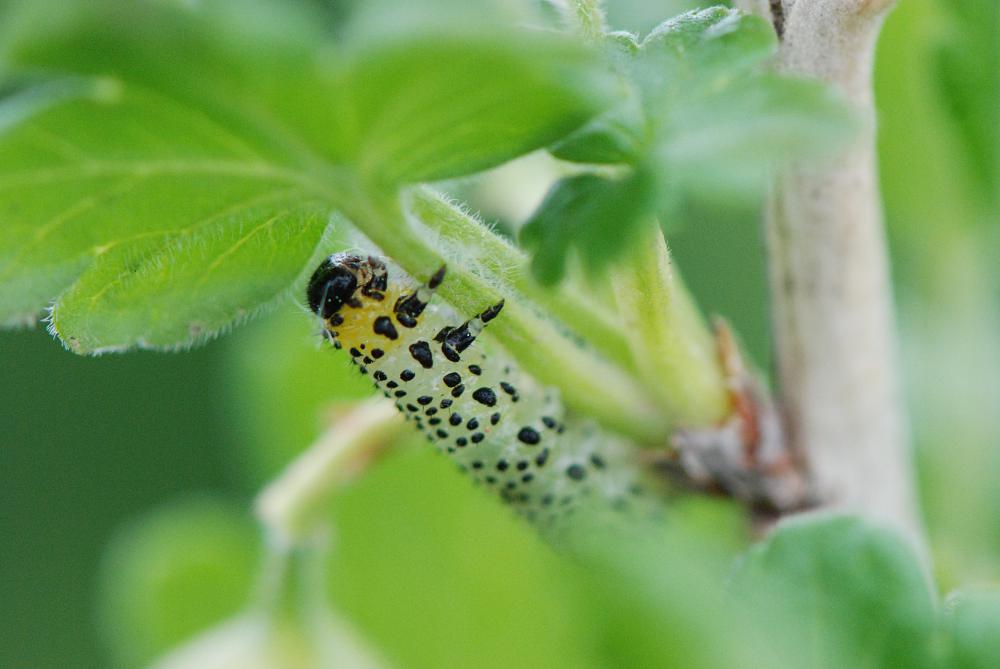 Spot Gooseberry Sawfly