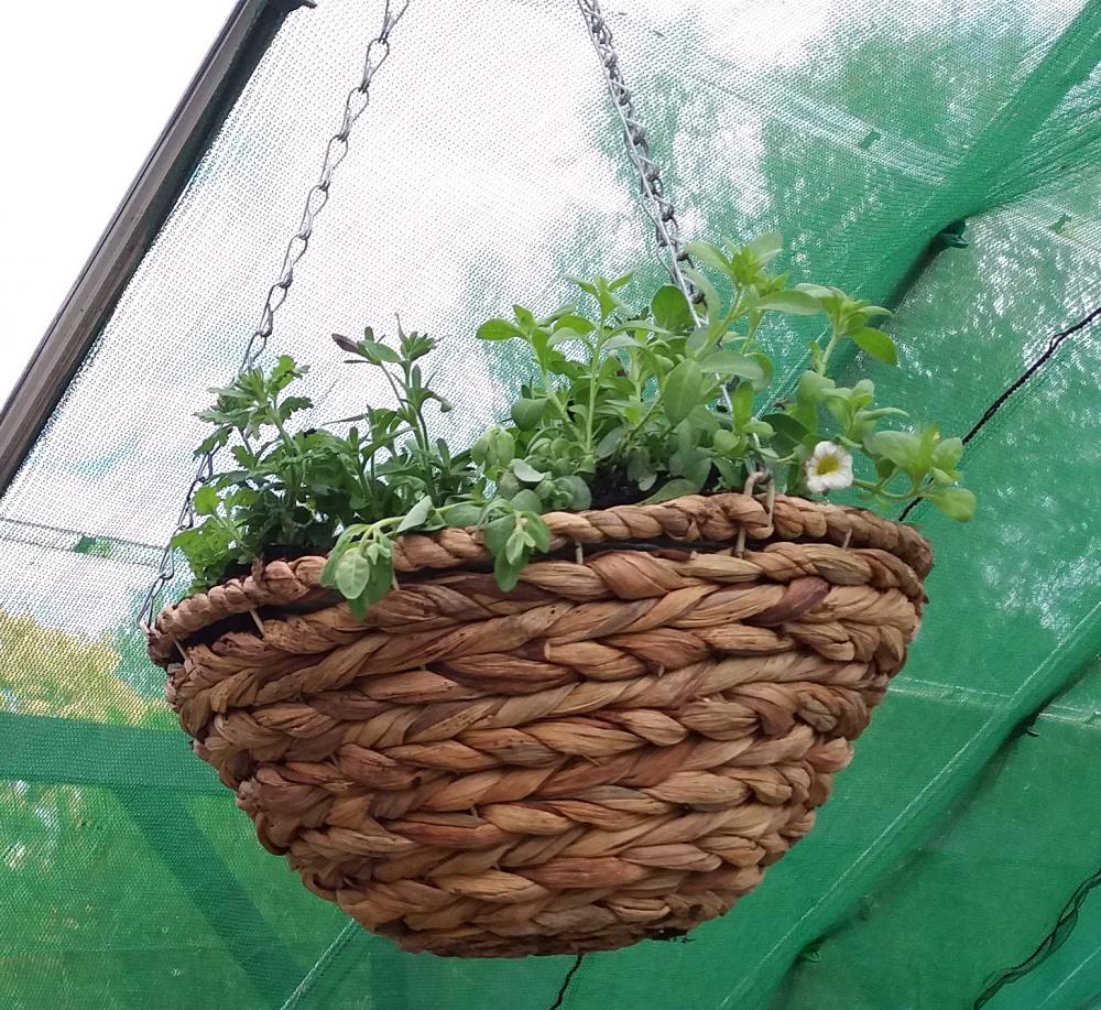 Plant up baskets