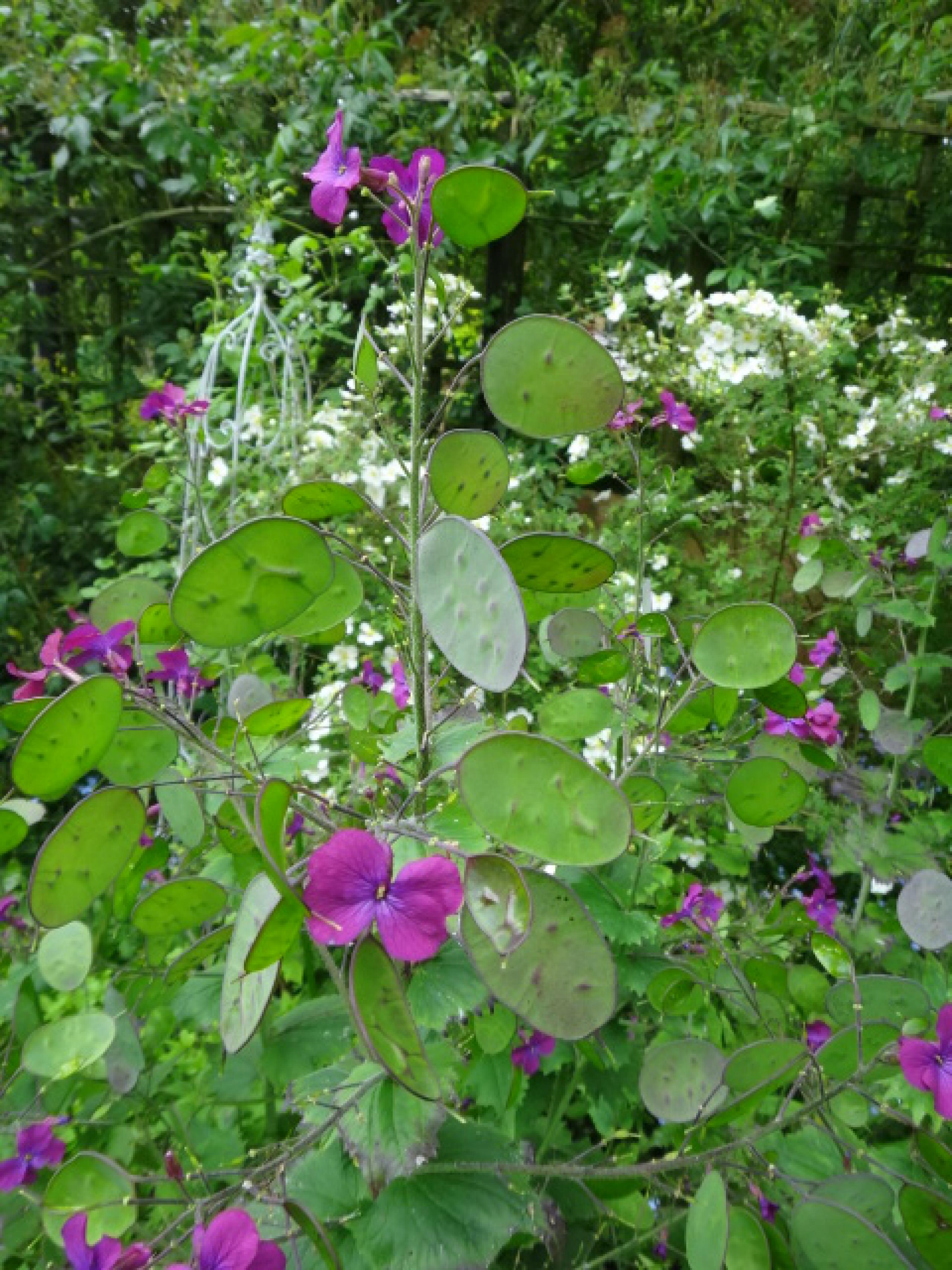Lunaria annua Best in Horticulture