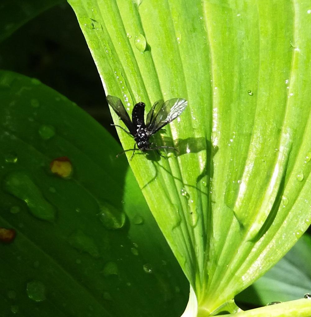 Recognise Solomon's Seal Sawfly