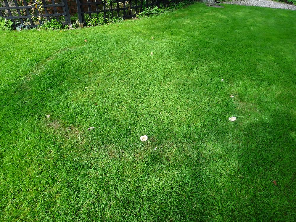 Recognise a fairy ring