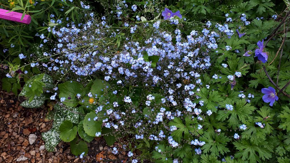 Clear forget-me-nots