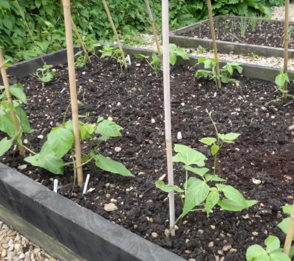 Plant out runner beans