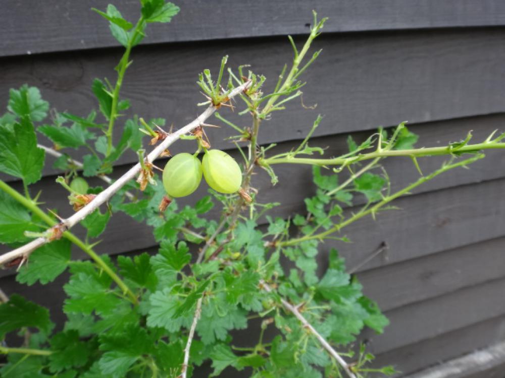 Controlling gooseberry sawfly