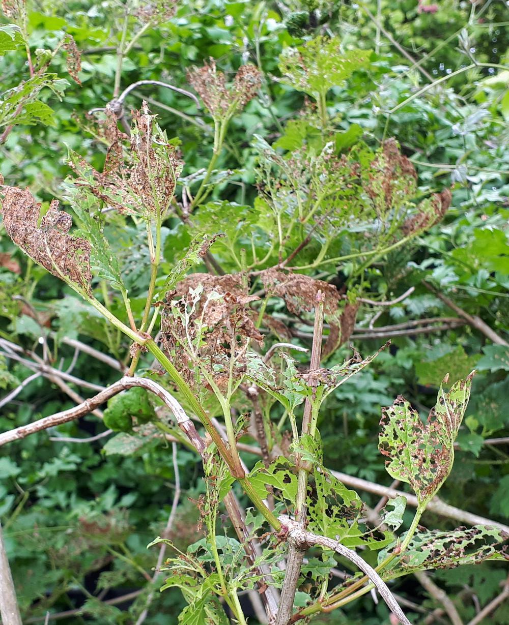 Look out for damage from viburnum beetles