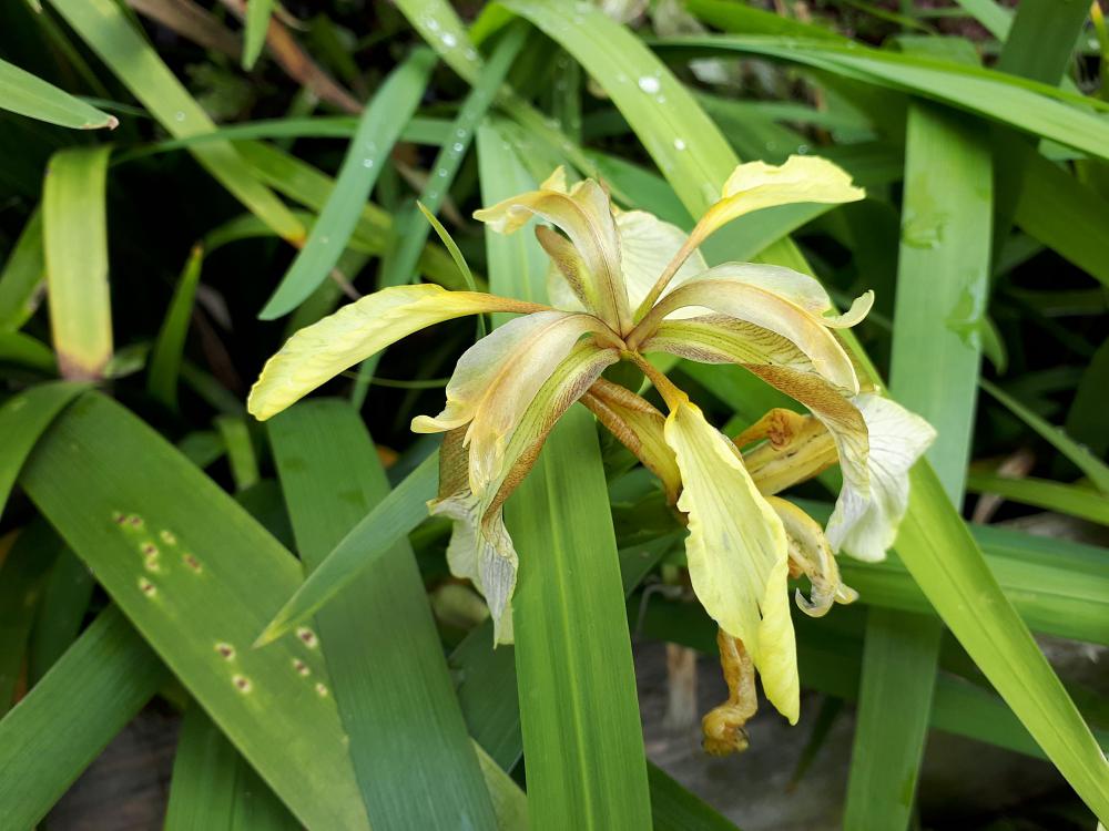 Iris foetidissima citrina