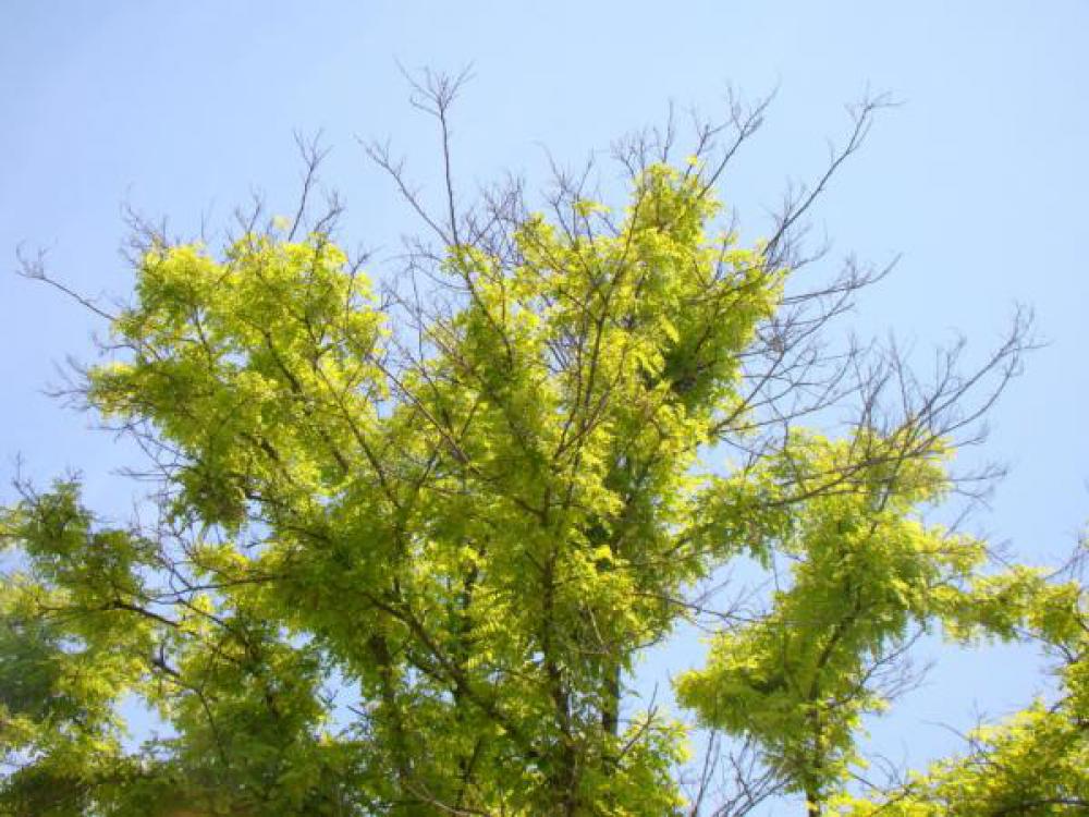 Watch out for dieback in Robinia 'Frisia'