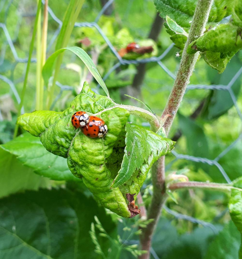 Look out for ladybirds