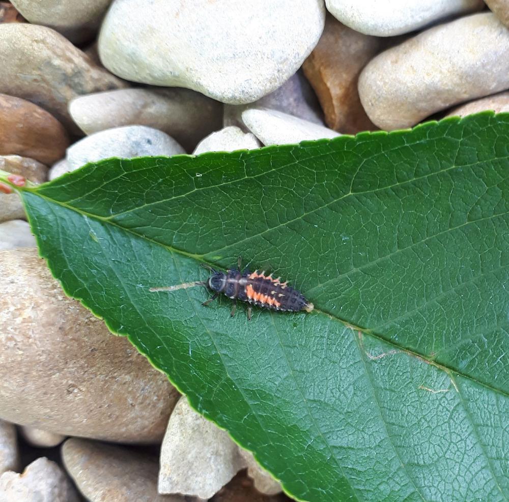 Recognise ladybird larvae