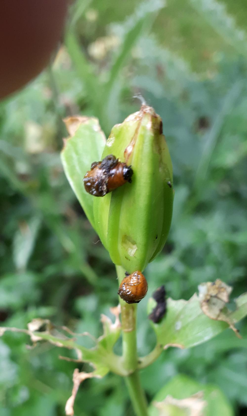 Keep looking out for lily beetles