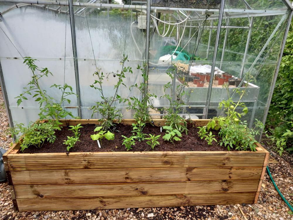 Try outdoor tomatoes in a sheltered spot