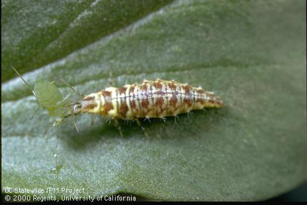 Recognise lacewing larvae