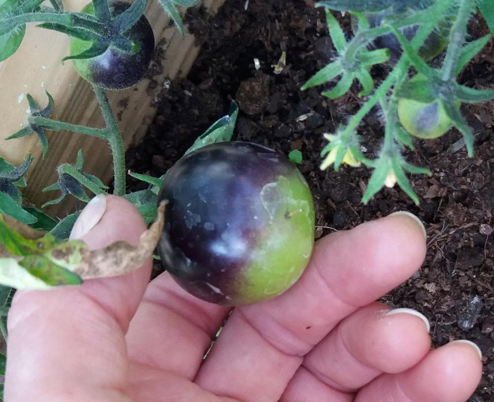 Black tomatoes can be slow