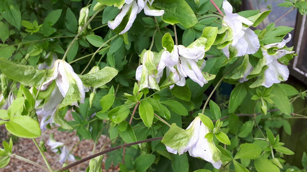 Watch for green clematis flowers